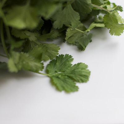 Cilantro