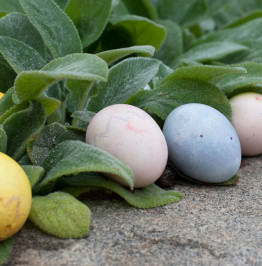 eggs-on-granite-wall