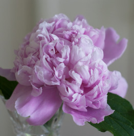 peony