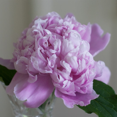 peony