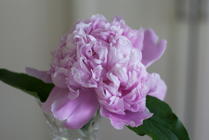 peony