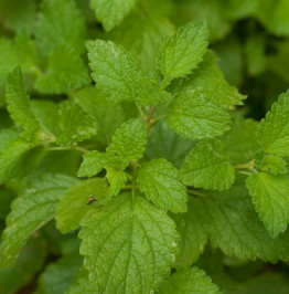 lemon-balm-sprig-in-garden