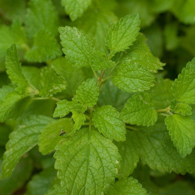 lemon-balm-sprig-in-garden