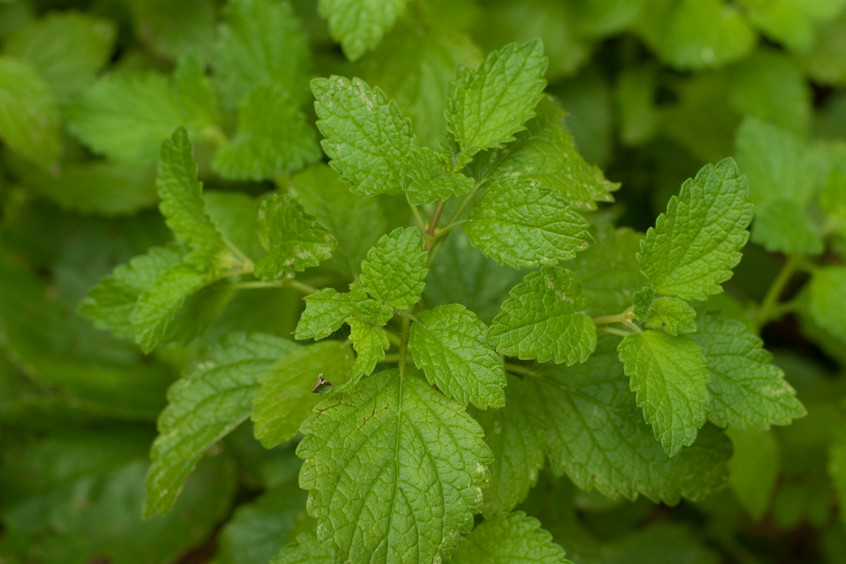 lemon-balm-sprig-in-garden