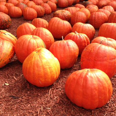 pumpkins-at-Burt's-pumpkin-patch