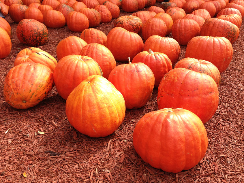 pumpkins-at-Burt's-pumpkin-patch