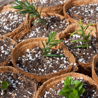 herb-sprigs-in-potting-soil-to-root