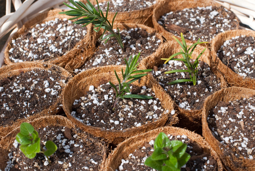 herb-sprigs-in-potting-soil-to-root