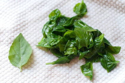 fresh-versus-blanched-basil-in-color
