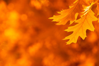 vibrant-orange-fall-leaves-from-farmers-almanac