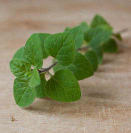 fresh-oregano